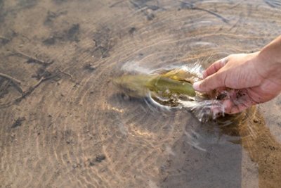 ​鳄雀鳝、罗非鱼、巴西龟……部分物种被放生后大量死亡，研究呼吁科学放生