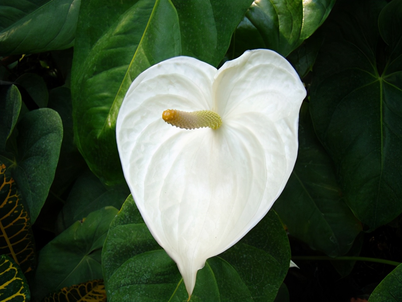 不喜欢阳光的室内花卉（盘点10种不需要阳光的室内植物）