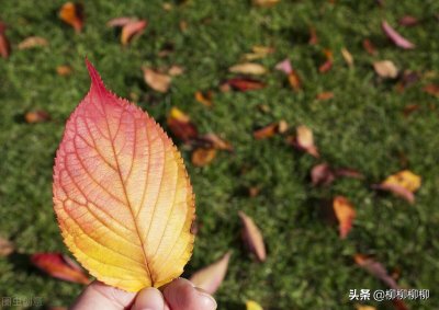 ​描写九月的句子（9月适合发朋友圈的句子）