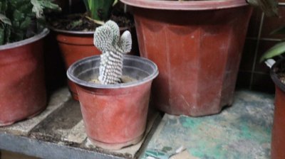 ​仙人掌多久开花一次
