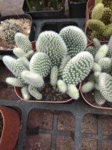 ​仙人掌怎么移植换盆