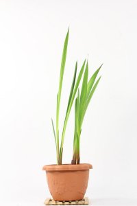 ​唐菖蒲的花语
