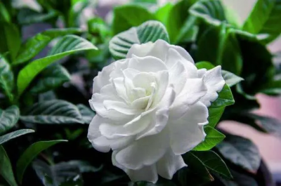 ​栀子花是什么时候开花？栀子花什么季节开花？