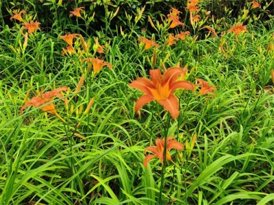 ​萱草怎么繁殖