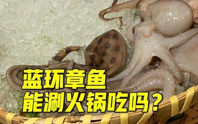 ​网友称吃火锅遇剧毒蓝环章鱼 蓝环章鱼煮熟了还有毒吗