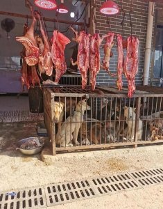 ​闹大了，男子卖狗肉被爱狗人士暴打5小时被逼下跪道歉，引发热议