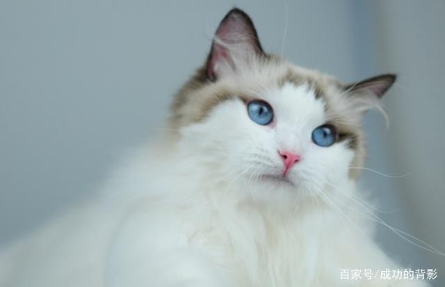 你了解喜马拉雅猫么喜马拉雅猫的来历,一起来了解一下吧