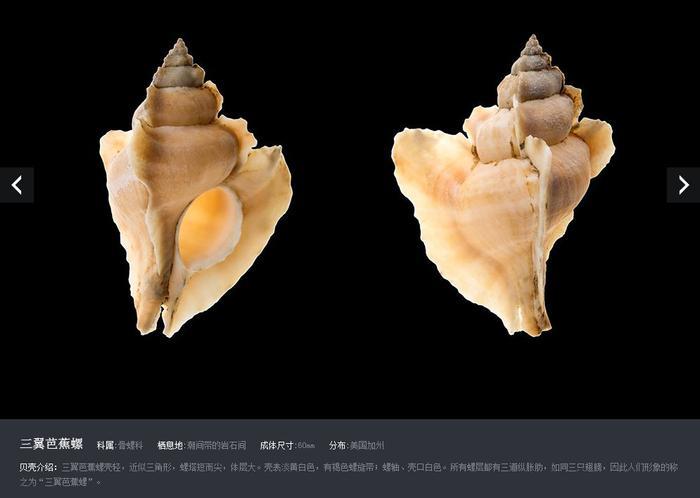 福利 | 小贝壳 大研学！青岛贝壳博物馆“游”世界！