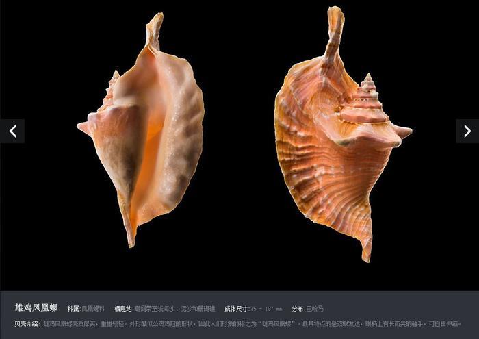 福利 | 小贝壳 大研学！青岛贝壳博物馆“游”世界！