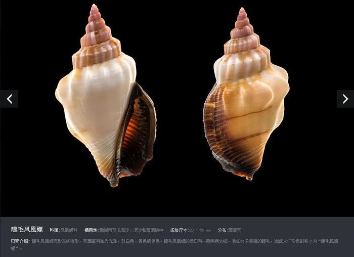 福利 | 小贝壳 大研学！青岛贝壳博物馆“游”世界！