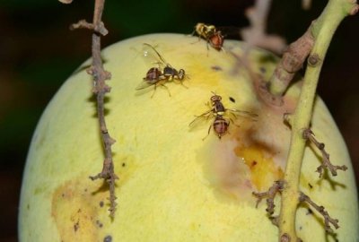 ​水果被果蝇爬了还能吃吗（家里出现大量果蝇怎么解决）