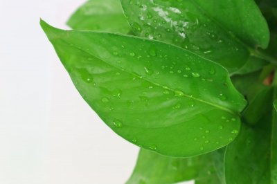 ​去姐姐家串门,她家的绿萝让我看呆了