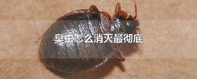 ​臭虫怎么消灭最彻底广西 臭虫怎么消灭最彻底长