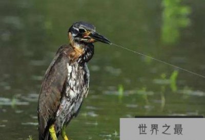 ​世界上最神秘的鸟——海南虎斑鳽