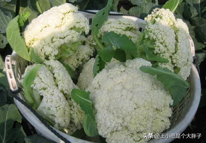 松花菜和花菜有什么区别（详解2种菜花的区别）