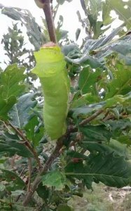 ​家里养的可以吃的虫子(家里种什么植物可以防蚊虫)