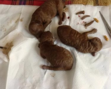 ​泰迪狗为什么要断尾（详解泰迪狗断尾的5个作用）