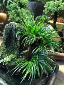 ​石菖蒲是一种什么样的植物
