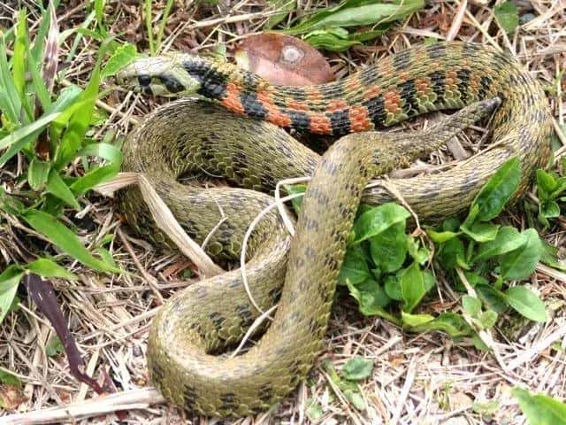 世界上十种最小的蛇（世界上最小的蛇是什么蛇图片）