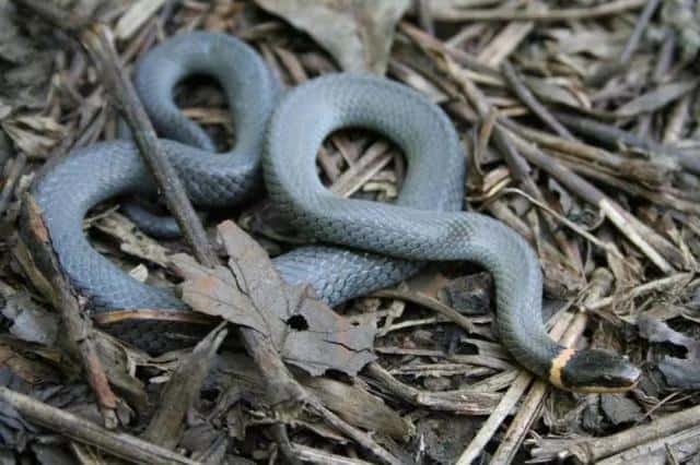 世界上十种最小的蛇（世界上最小的蛇是什么蛇图片）