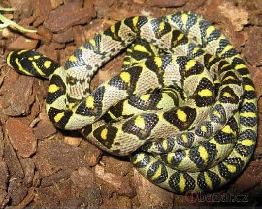 世界上十种最小的蛇（世界上最小的蛇是什么蛇图片）