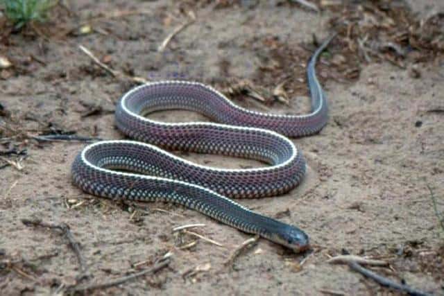 世界上十种最小的蛇（世界上最小的蛇是什么蛇图片）