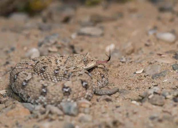 世界上十种最小的蛇（世界上最小的蛇是什么蛇图片）