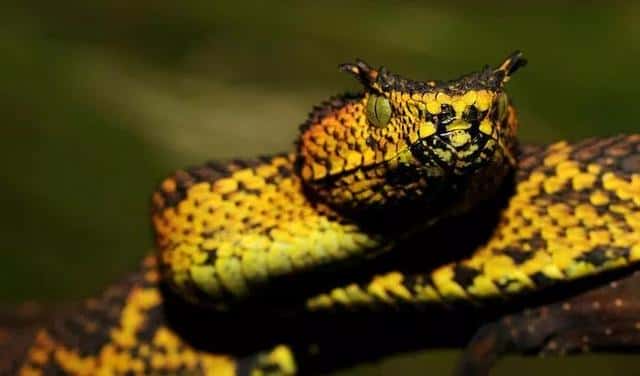 世界上十种最小的蛇（世界上最小的蛇是什么蛇图片）