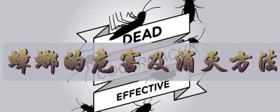 蟑螂的危害及清除办法 蟑螂是啥样子的,怎样才能消灭蟑螂