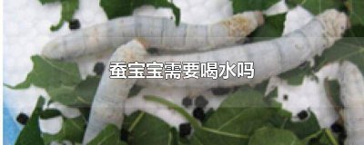 蚕宝宝可以喝水吗 养蚕宝宝需要什么