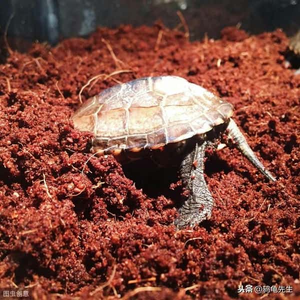乌龟什么时候冬眠苏醒(乌龟冬眠温度是多少)