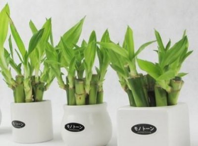 ​水培富贵竹瓶子不透明行吗(水培富贵竹怎么养才能不会黄叶)