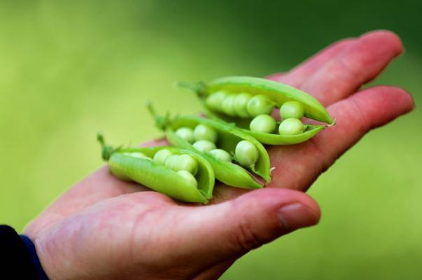 豌豆有酸味正常吗 豌豆有点苦正常吗 豌豆有酸味正常吗 豌豆有点苦正常吗
