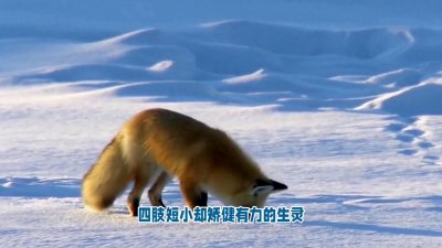 鐙愮嫺锛氭満鏅轰笌鐏靛姩鐨勮薄寰侊紝鍔ㄧ墿鐣岀殑鑱槑浣间郊鑰咃紒馃馃槏