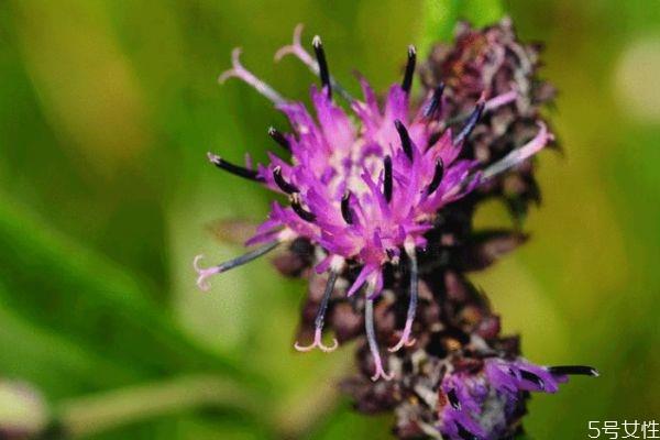 风毛菊的花期是什么时候呢 风毛菊的种植有什么注意的呢 风毛菊的花期是什么时候呢 风毛菊的种植有什么注意的呢