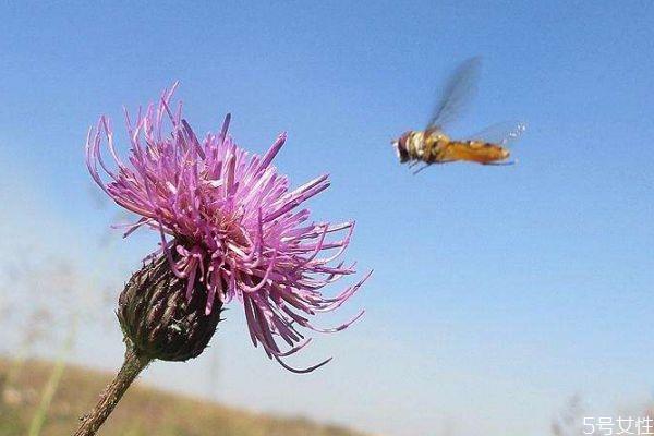 风毛菊的花期是什么时候呢 风毛菊的种植有什么注意的呢 风毛菊的花期是什么时候呢 风毛菊的种植有什么注意的呢