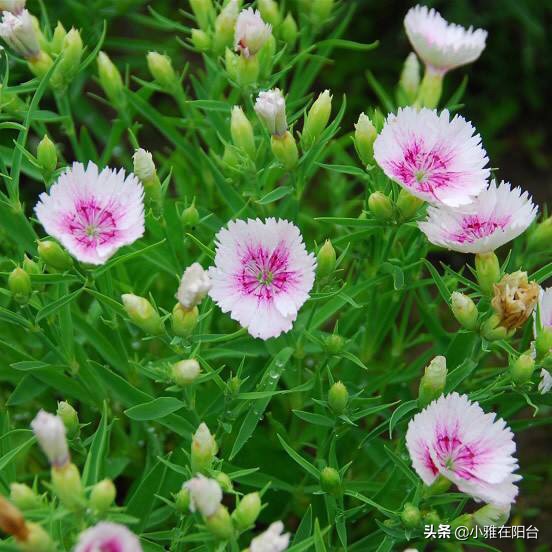 石竹花的养护和注意事项(盆栽石竹5个养护小要点)