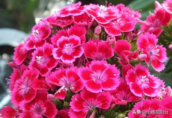 石竹花的养护和注意事项(盆栽石竹5个养护小要点)