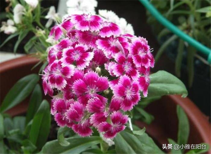 石竹花的养护和注意事项(盆栽石竹5个养护小要点)