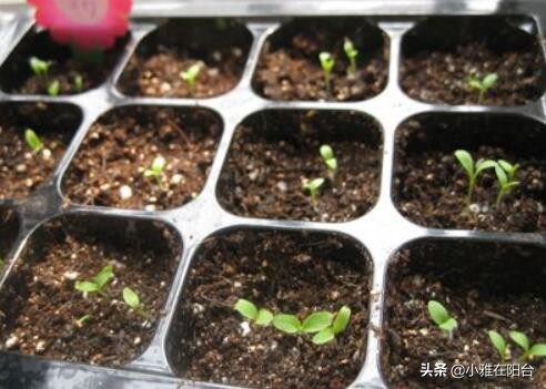 石竹花的养护和注意事项(盆栽石竹5个养护小要点)