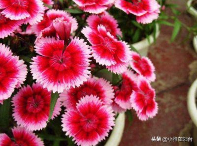 石竹花的养护和注意事项(盆栽石竹5个养护小要点)