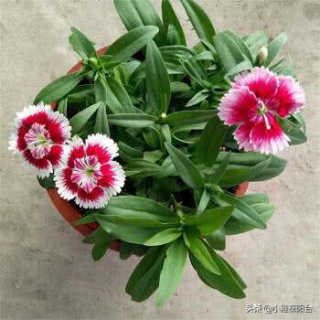 石竹花的养护和注意事项(盆栽石竹5个养护小要点)