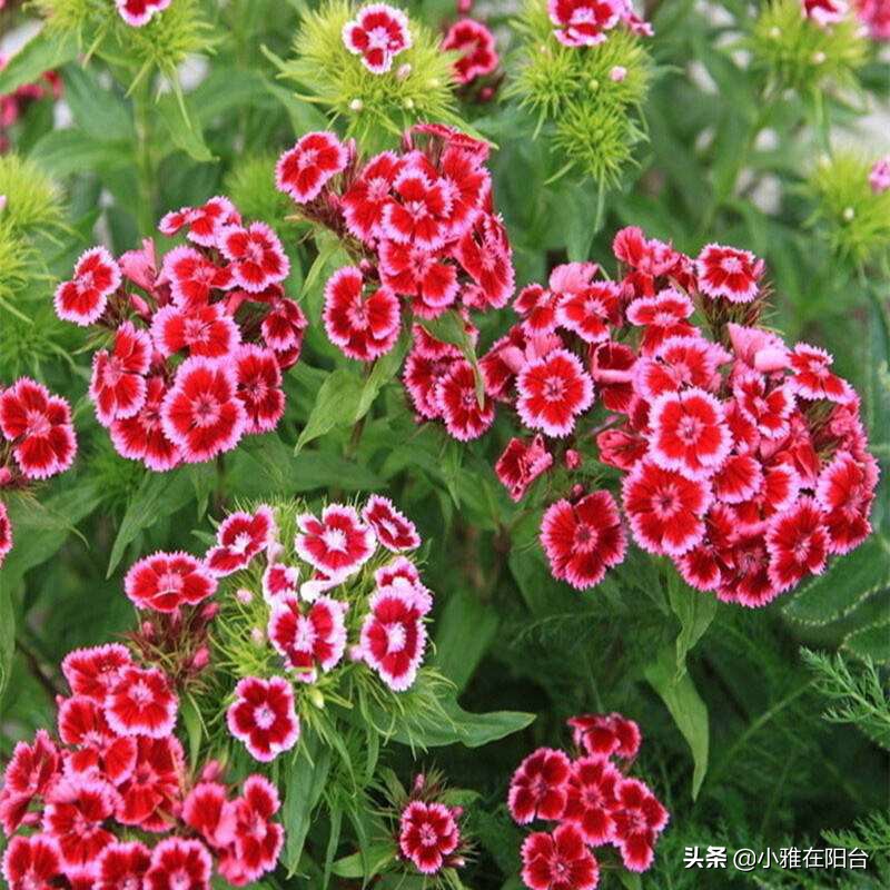 石竹花的养护和注意事项(盆栽石竹5个养护小要点)