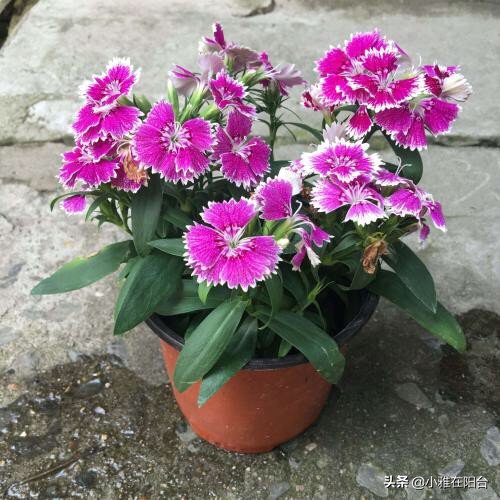 石竹花的养护和注意事项(盆栽石竹5个养护小要点)