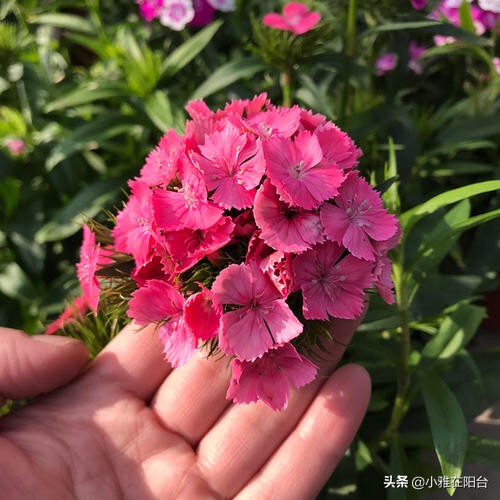 石竹花的养护和注意事项(盆栽石竹5个养护小要点)