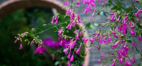 广西南宁赏花好去处，绿荫如盖、繁花似锦，一到春天就美得不像话