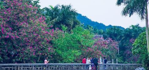 广西南宁赏花好去处，绿荫如盖、繁花似锦，一到春天就美得不像话