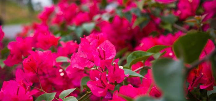 广西南宁赏花好去处，绿荫如盖、繁花似锦，一到春天就美得不像话