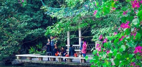 广西南宁赏花好去处，绿荫如盖、繁花似锦，一到春天就美得不像话