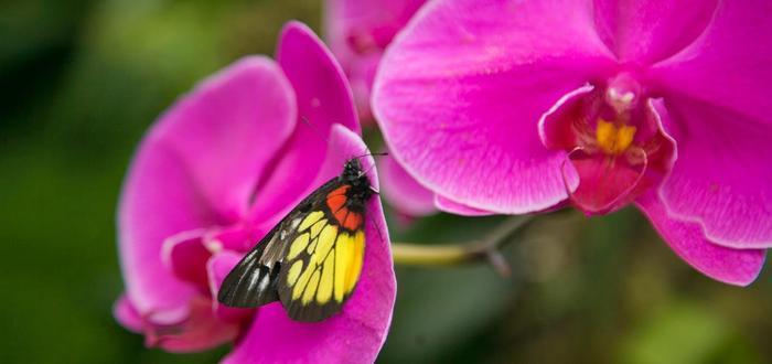 广西南宁赏花好去处，绿荫如盖、繁花似锦，一到春天就美得不像话